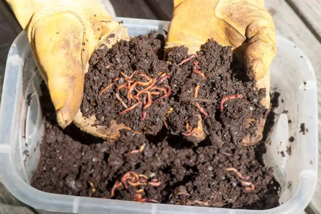 indoor worm composting