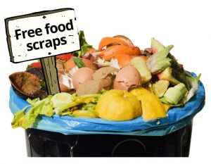free food scraps ready to be donated for composting