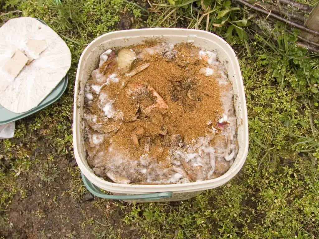 fermented food scraps in a bokashi bucket
