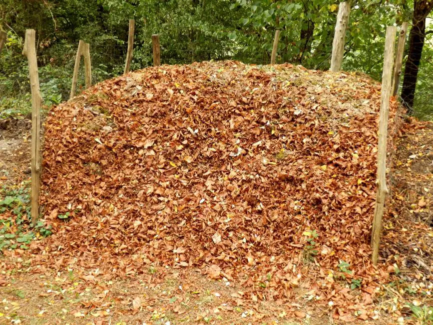 big pile of shredded leaves