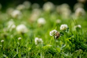 Close up of wild bee next to a clover flower in a lawn