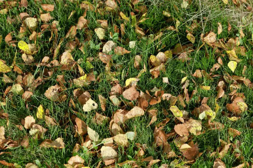 birch leaves on the floor in grass