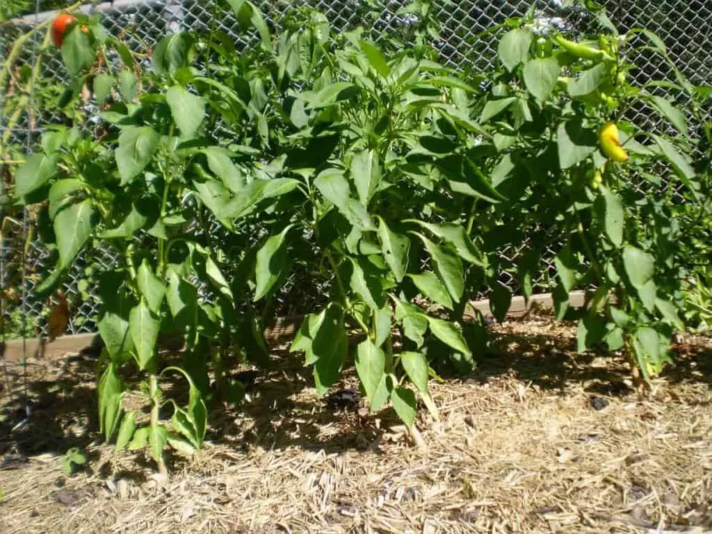 peppers mulched with bamboo