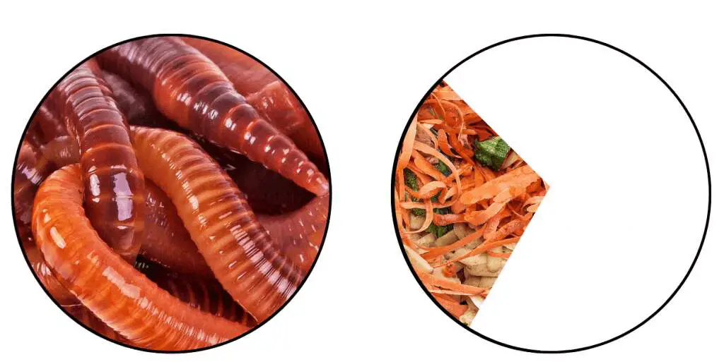 two pie charts showing worms will eat 30% of their weight in food