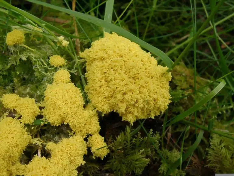 Dogs vomit slime mold