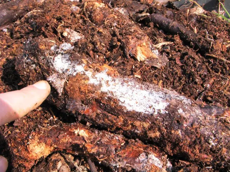 Actinomycetes in compost