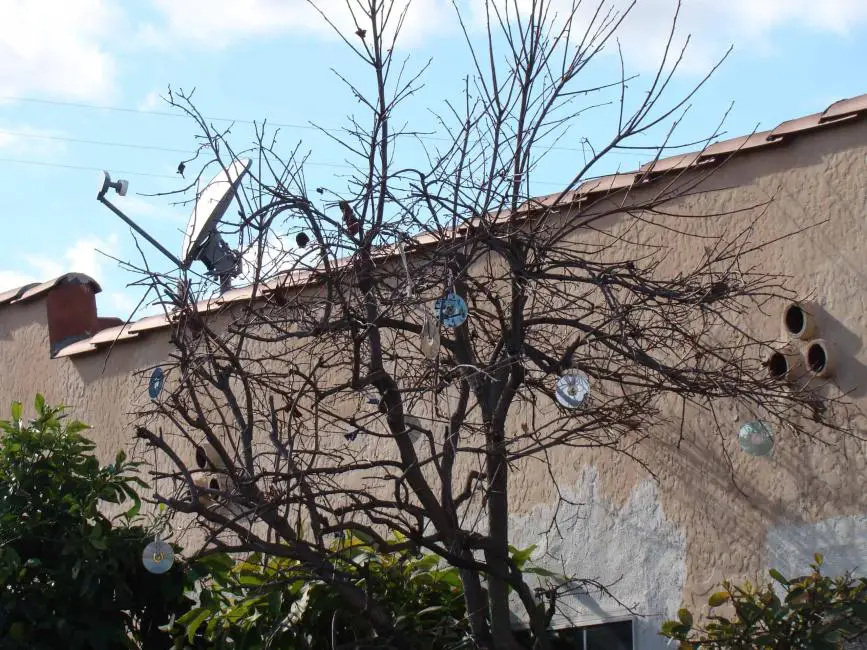 CDs hung to a tree