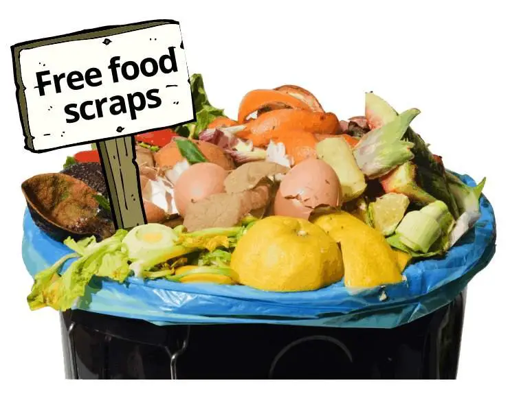 free food scraps ready to be donated for composting