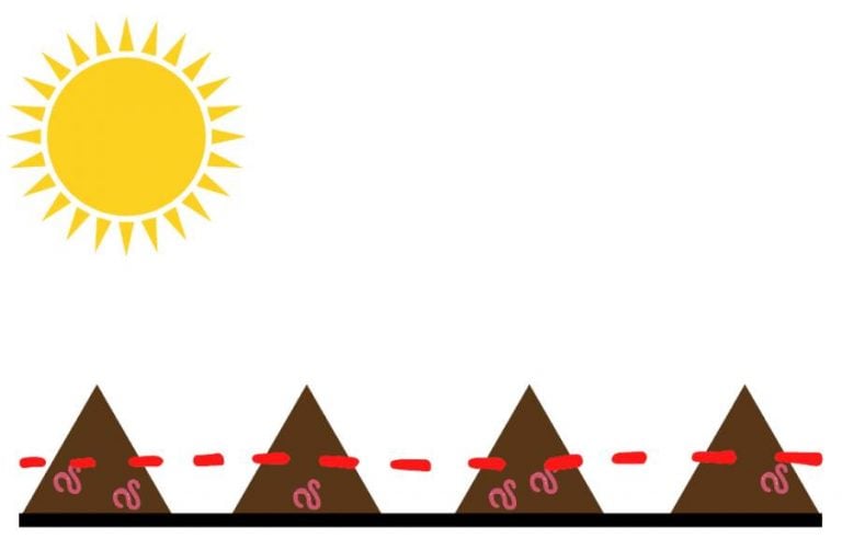 Worm castings are arranged in mounds and exposed to sunlight. Worm are near the bottom of the mounds