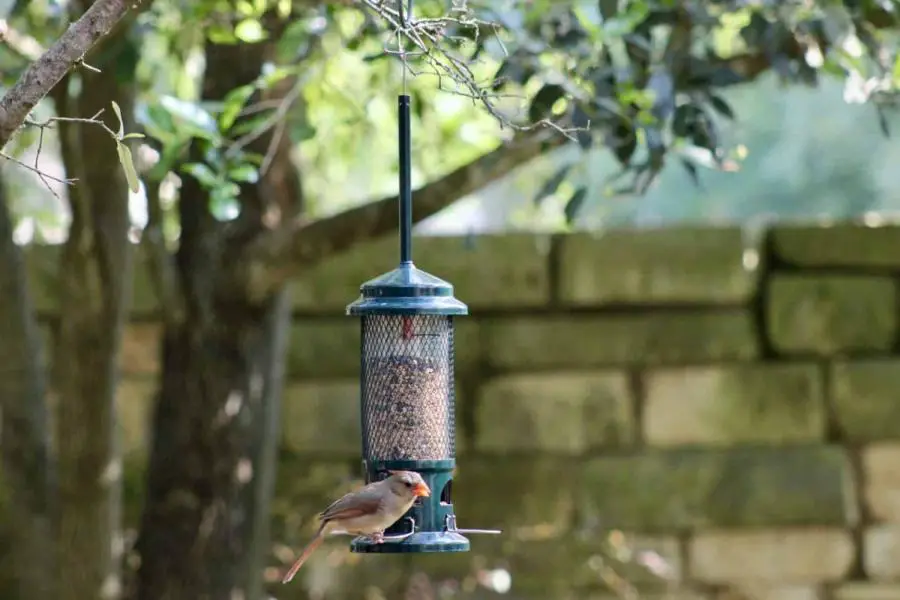 Female Cardinal perched on a backyard bird feeder at the bottom of the image. Room for text with a green and brown tree background
