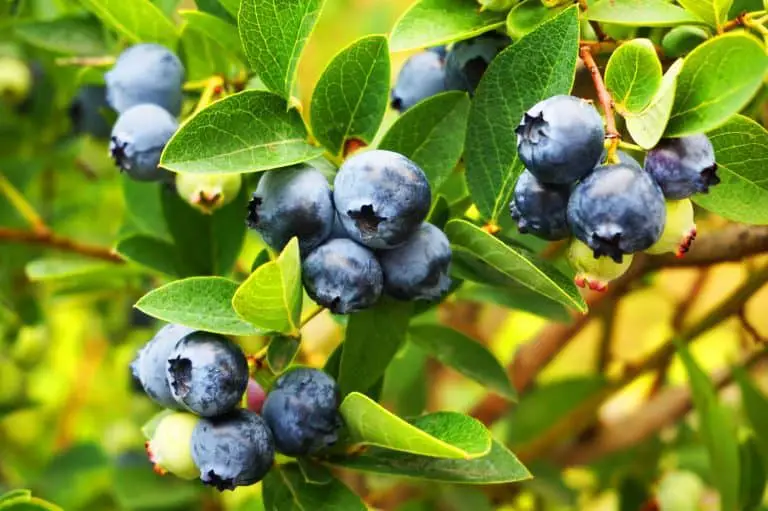 Blueberry plant