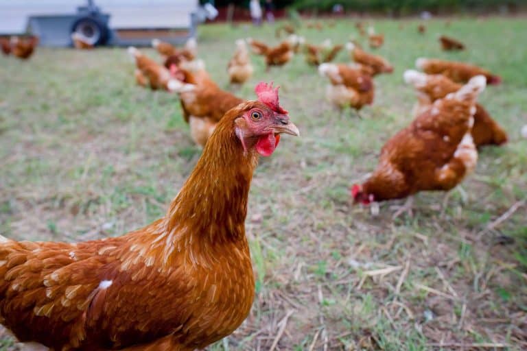 Chickens run around in a backyard