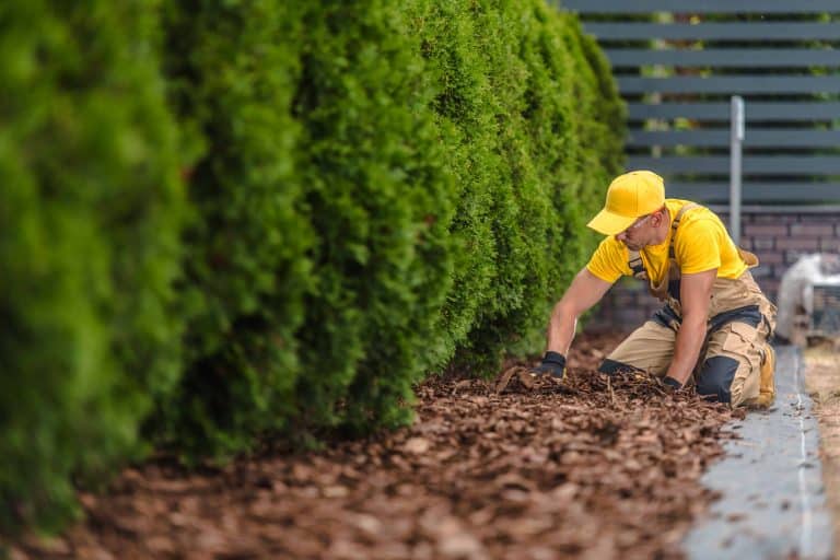 Compost is covered with bark chips to protect it