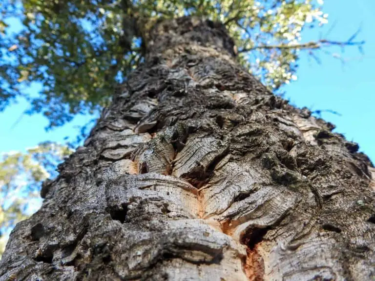 View from bottom of a cork oak tree