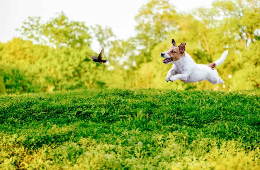 dog chasing a bird