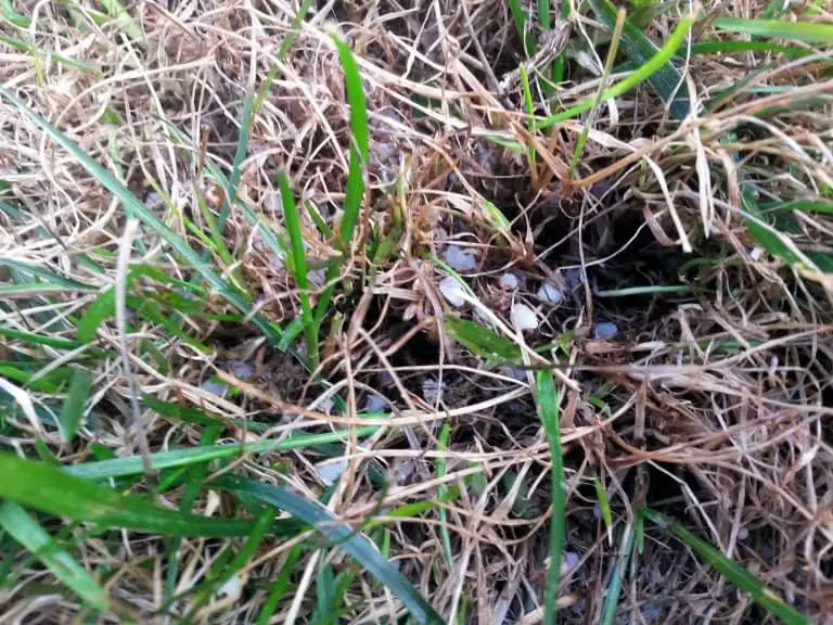 fertilizer burn in grass