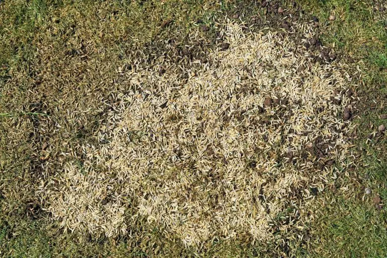 grass seed on patchy lawn-min