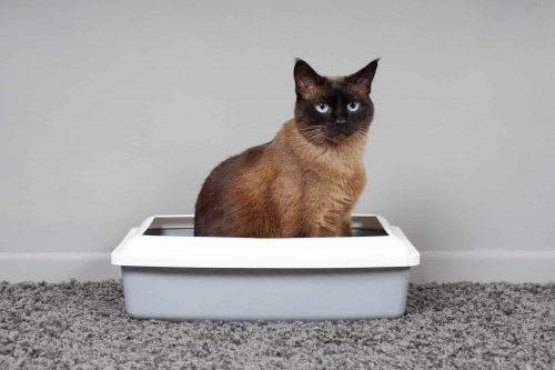 eco friendly cat litter box