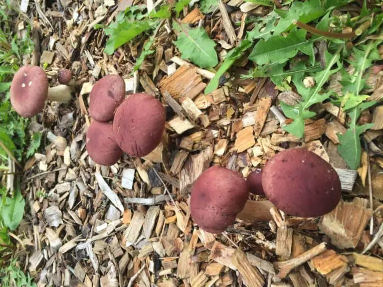 king stropharia mushrooms growing in wood chips