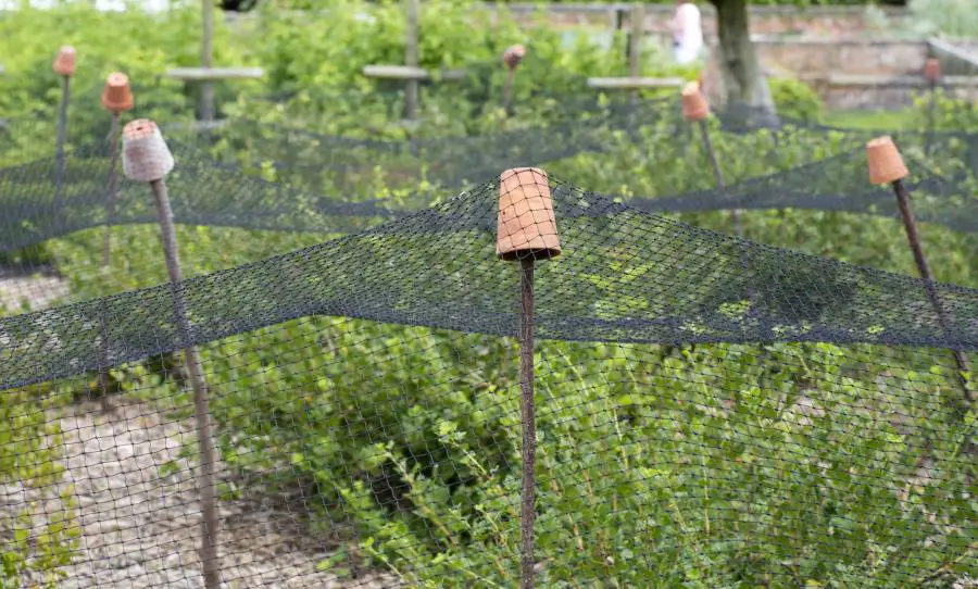 netting protecting plants from birds
