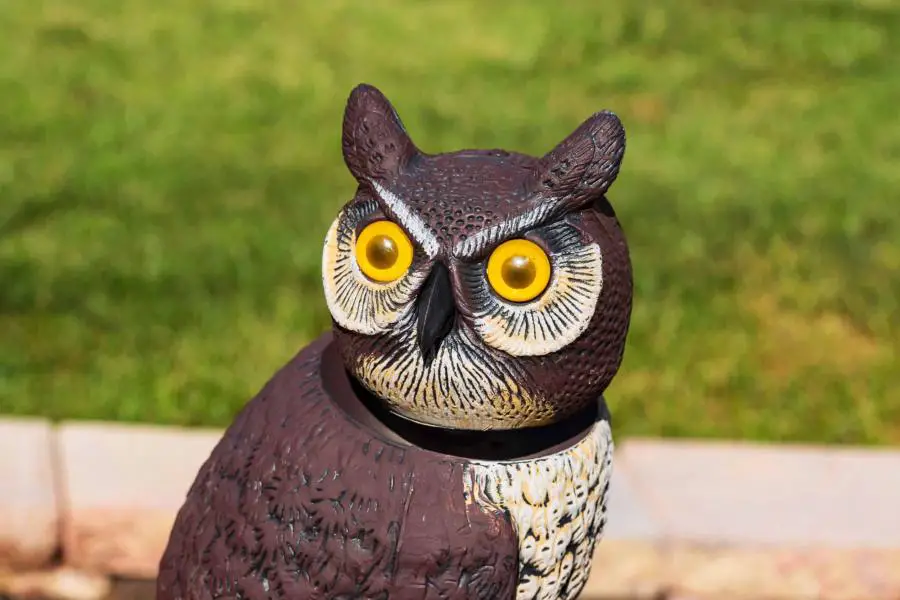 Fake owl perched on a pole