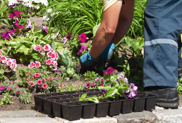 planting flowers with compost