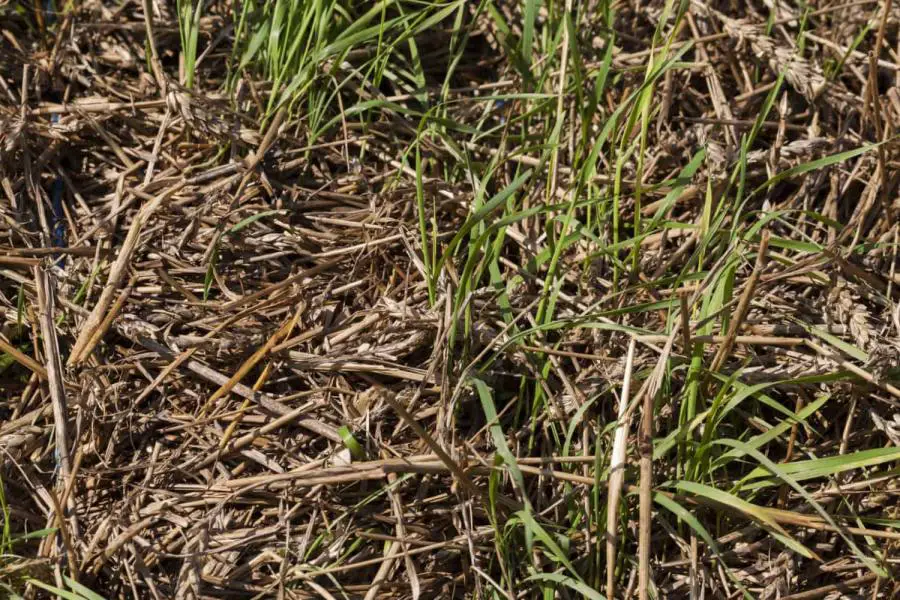 straw being used to mulch grass seed