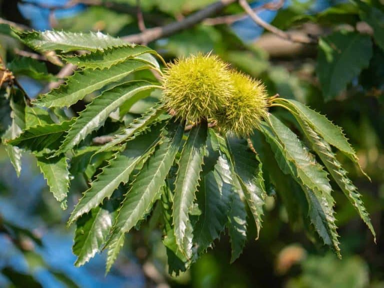 sweet chestnut leaves