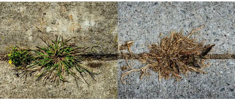 effects of using vinegar to kill lawn weeds . Before its green and after its brown