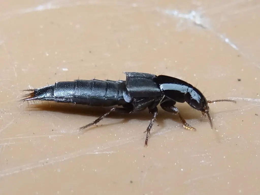 Rove beetle