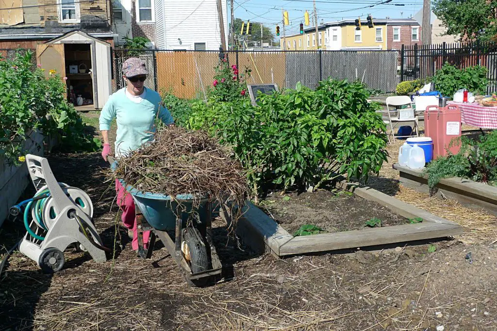 moving compost in a wheelbarrow