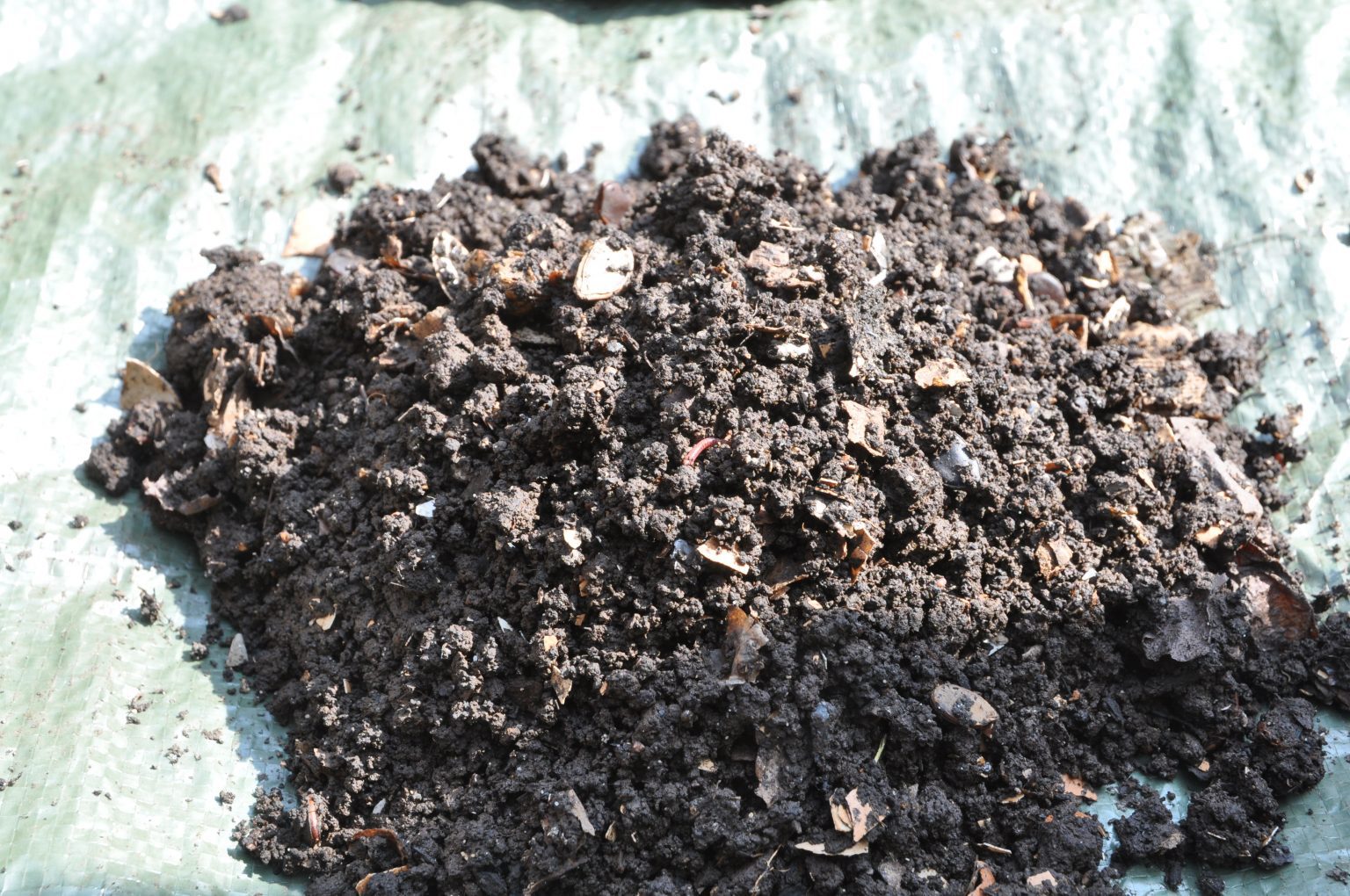 Mealworms or Black Soldier Fly Larvae In Compost: Here’s What You Need ...