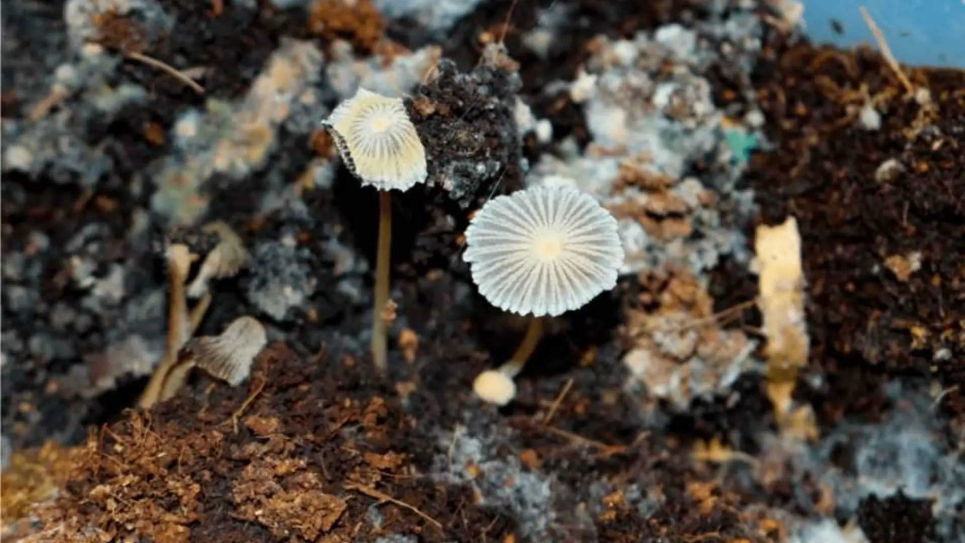 Mushroom Compost 2022 | Benefits, Disadvantages & Options