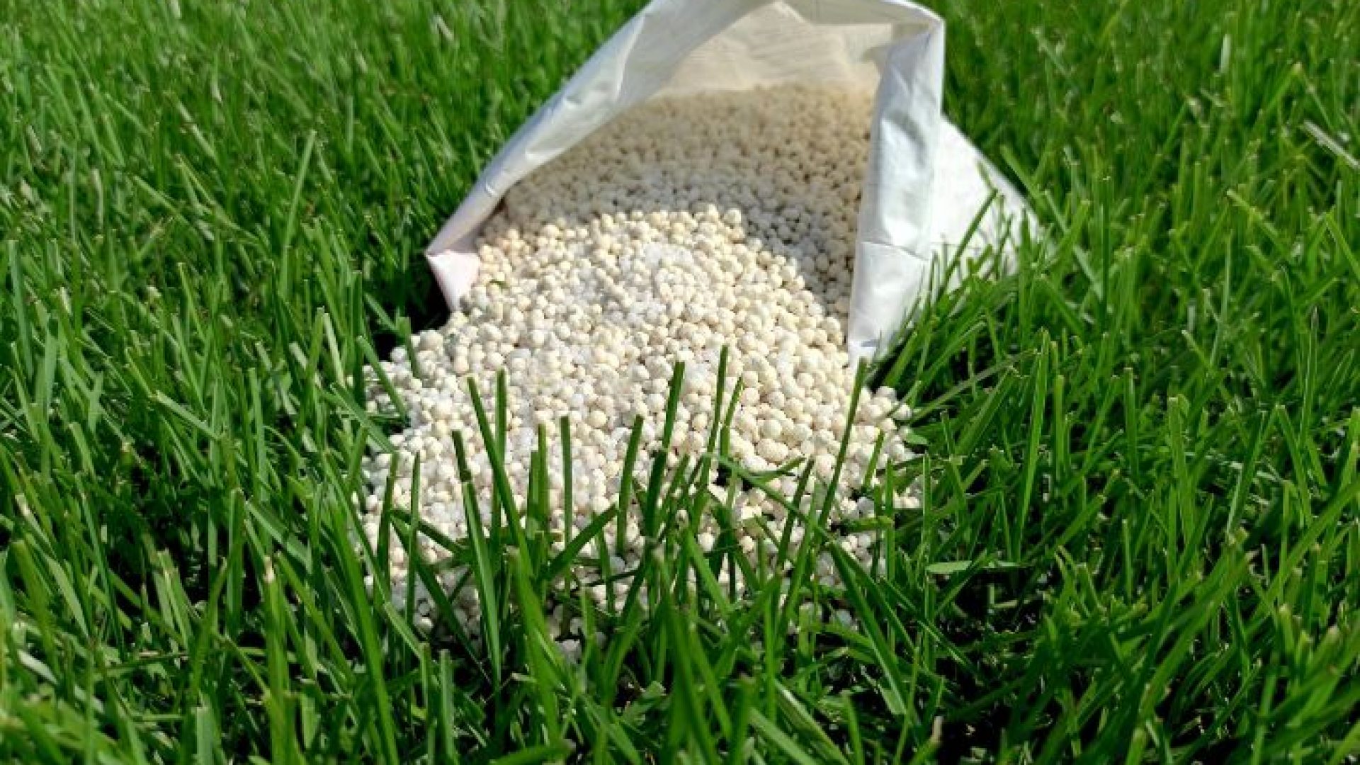 Eco-Friendly Lawn Care | 4 Best Tips and Tricks