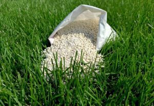Eco-Friendly Lawn Care | 4 Best Tips and Tricks – Yuzu Magazine